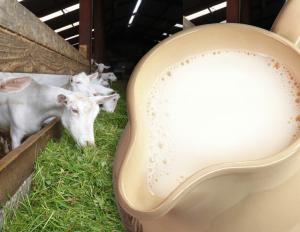 Разведение коз в домашних условиях с нуля – бизнес-план для начинающих Козлы в домашних условиях